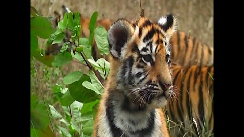 Rare Amur Tiger Cubs