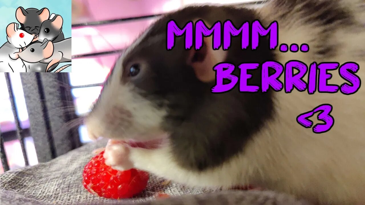 BERRIES Are So DELICIOUS! Animal Eats SOOO Much! #113 #subscribe #rats #animals #pets