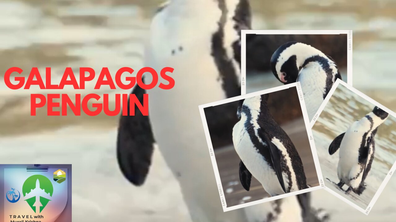 Galapagos penguin