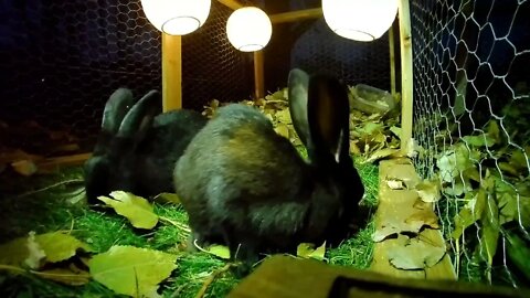 Rabbit City After Dark
