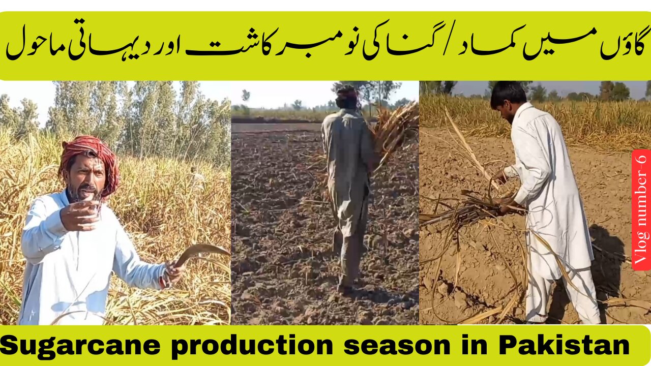 Sugarcane farming in Pakistan | Sugarcane production technology