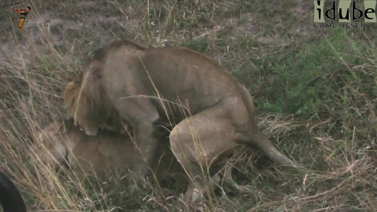 WILDlife: Lions Pairing Next To The Vehicle