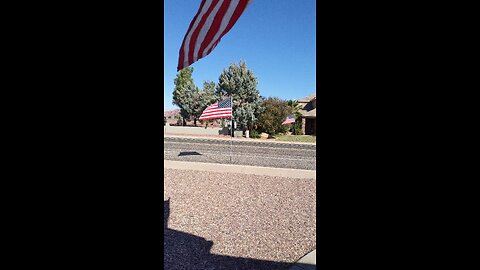 American flags for Veterans Day