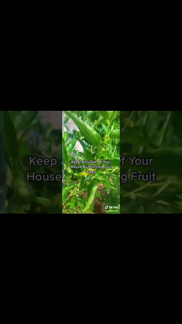 Got Ants? Try This Eco-Friendly Solution To Get Rid Of Them!