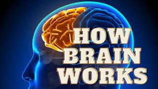 How Brain Works