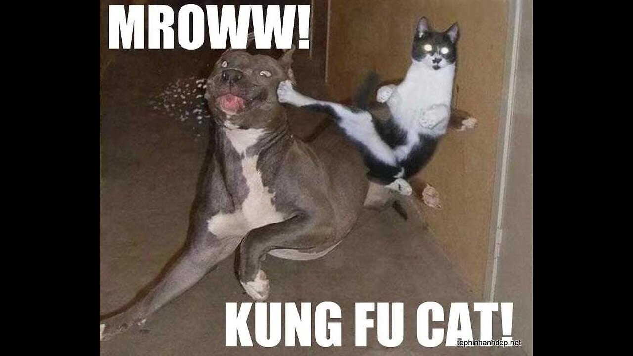 Funny Dogs And Cats Videos 2024 😅 - Best Funniest Animal Videos Of The week