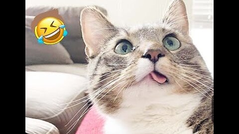 New Funny Videos 2024 😍 Funniest Cats & Dogs Videos🐶😹 Part 8