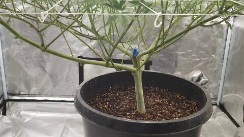 CeresKush Seven Leaf Genetics - FloraNugs day 9