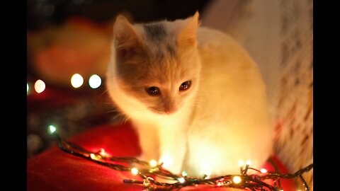 Cute baby animals Videos Compilation cutest moment of the animals - Cutest Puppies