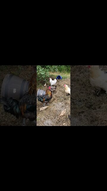 Scratching The Compost #chickens #chickenshorts