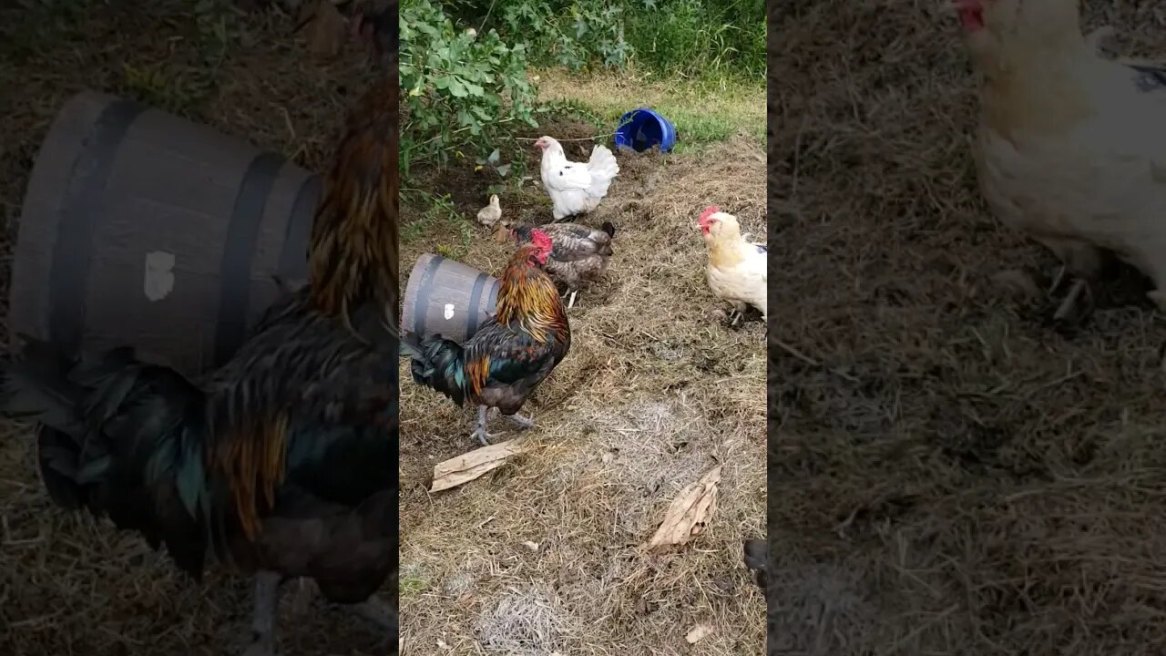 Scratching The Compost #chickens #chickenshorts