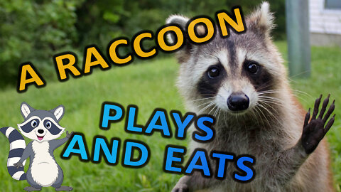 a raccoon plays and eats