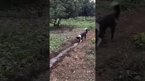 There're two types of dogs