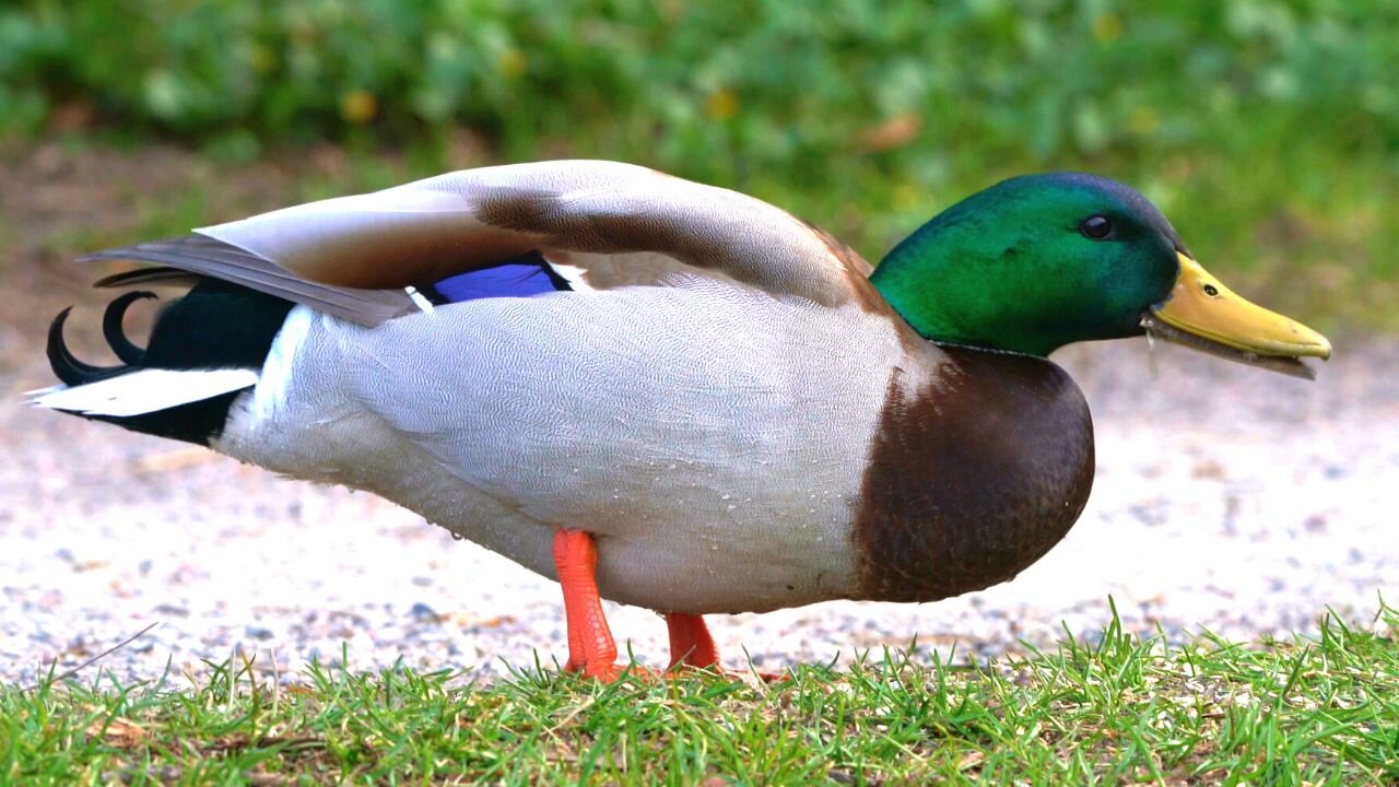 Mallard Duck Drake Eating His Breakfast Oats