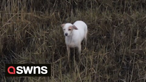 Lost dog rescued from mudflats after being lured back to safety by a sausage attached to a drone