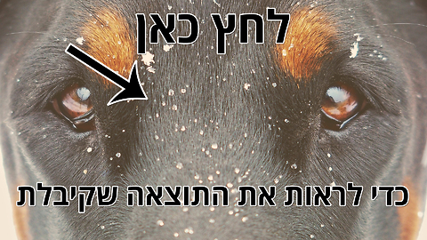 איזה סוג של כלב מתאים לאישיות שלך? בוסטון טרייר