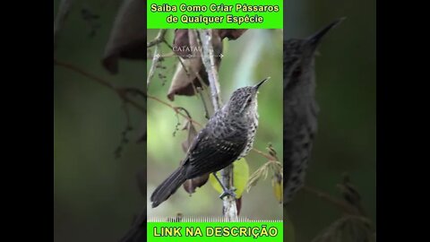 Canto do CATATAU [Campylorhynchus Turdinus] #shorts