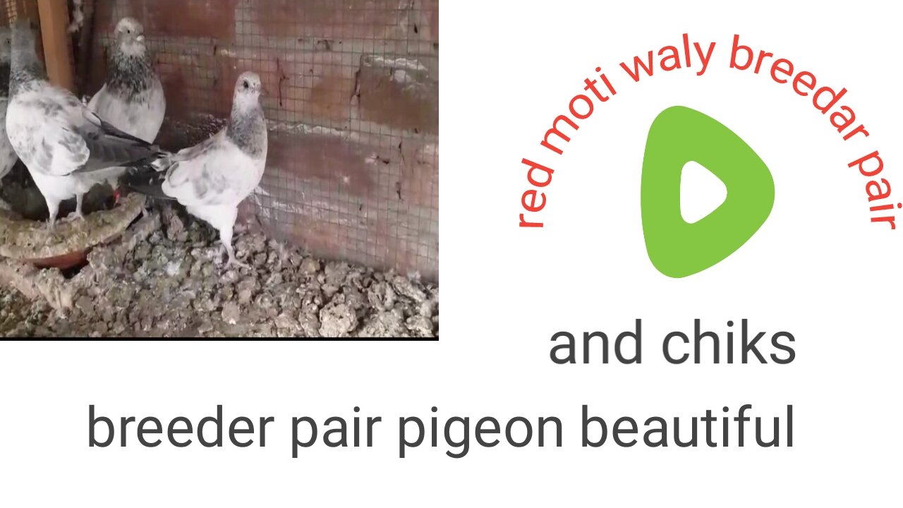 Beautiful pigeon red moti 89waly breeder pair and chiks