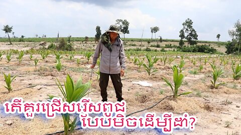 តើគួរជ្រើសរើសពូជបែបមិច? ដើម្បីដាំ​អោយមានការលូតលាស់ល្អ