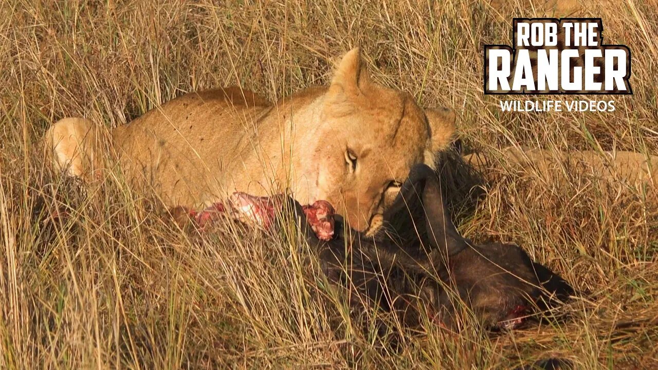 Marsh Lion Pride Eat A Gnu | Maasai Mara Safari | Zebra Plains