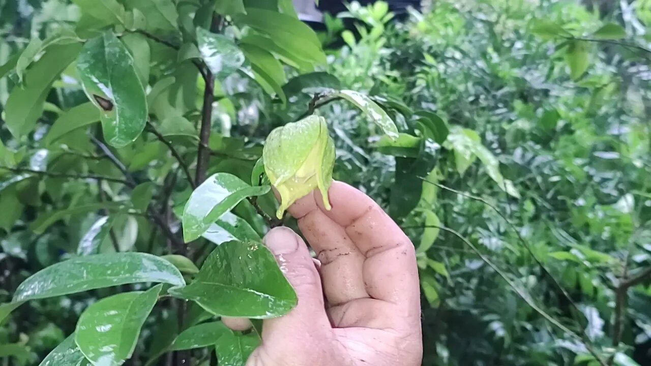 frutíferas produzindo em vaso acerola Okinawa biribá fruta do milagre graviola caqui...