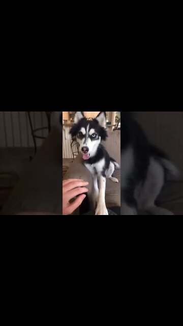 Funniest Dog Videos| Try Not To Laugh| #shorts