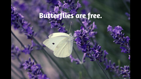 Butterflies Are Free