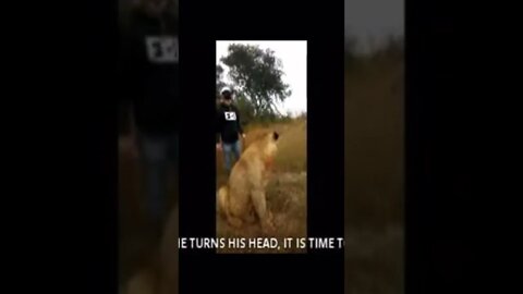 Crazy Art Vs Lion