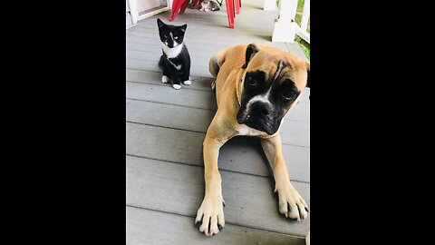 funny cat's🐱and dog's🐕parrot