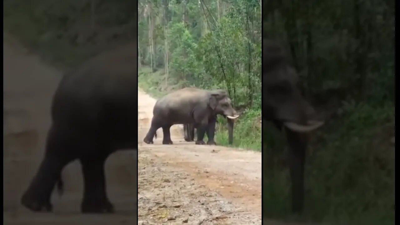 gajah