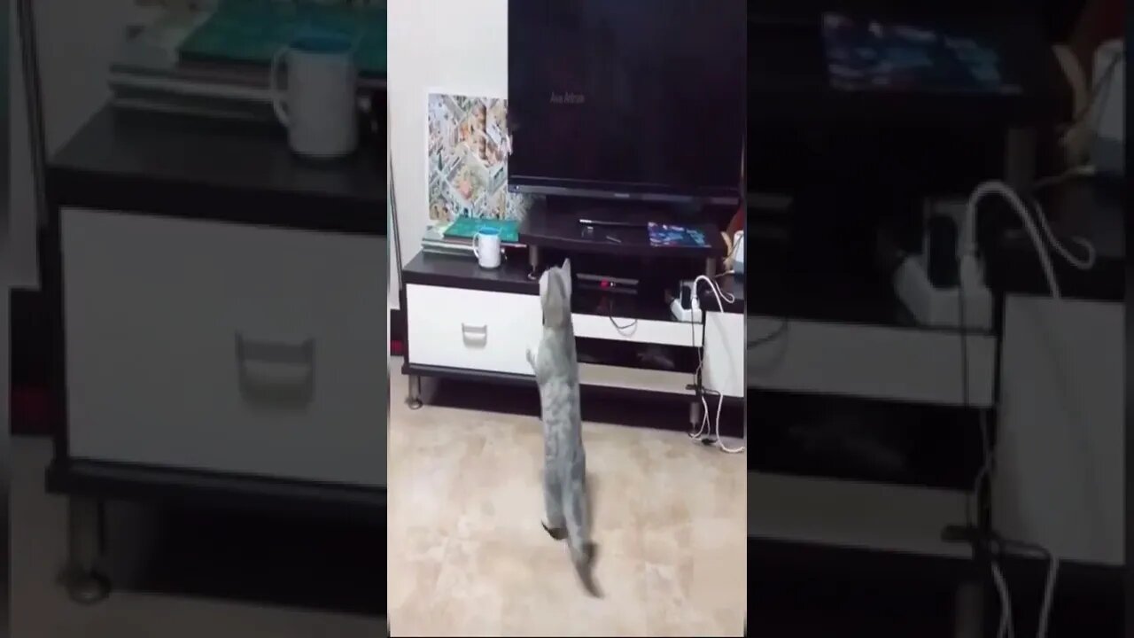 Funny cat destroys in seconds #shorts #cat #funnycats