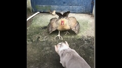 Dog vs. Chicken Fight Compilation (Funny!)
