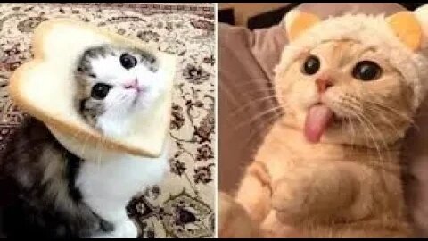 Special EID-Funny Videos Funniest Animal Cute Cat And Dog Funny Video