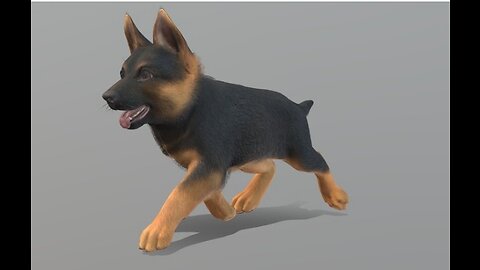 cute puppy