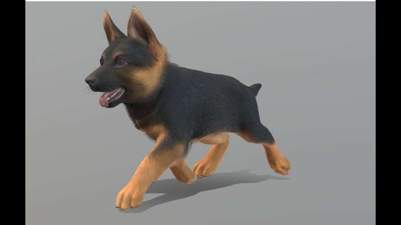 cute puppy