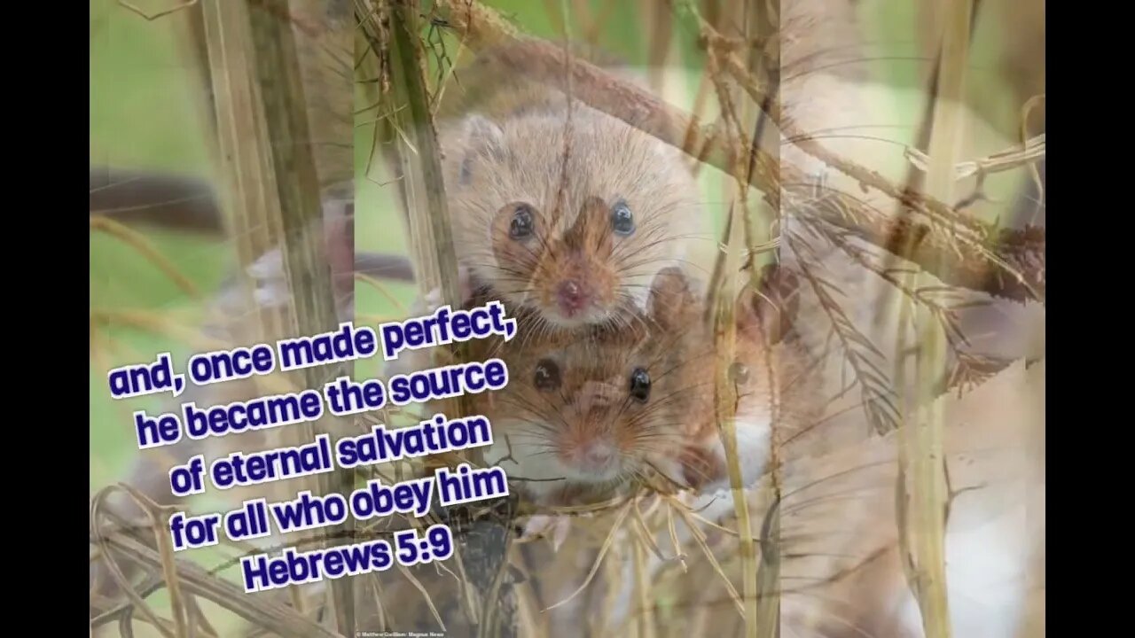 🕊 Be Perfect as your Heavenly Father is Perfect 🕊