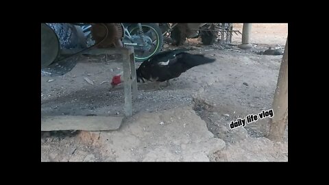 Daddy goose is eating food that fell to the ground