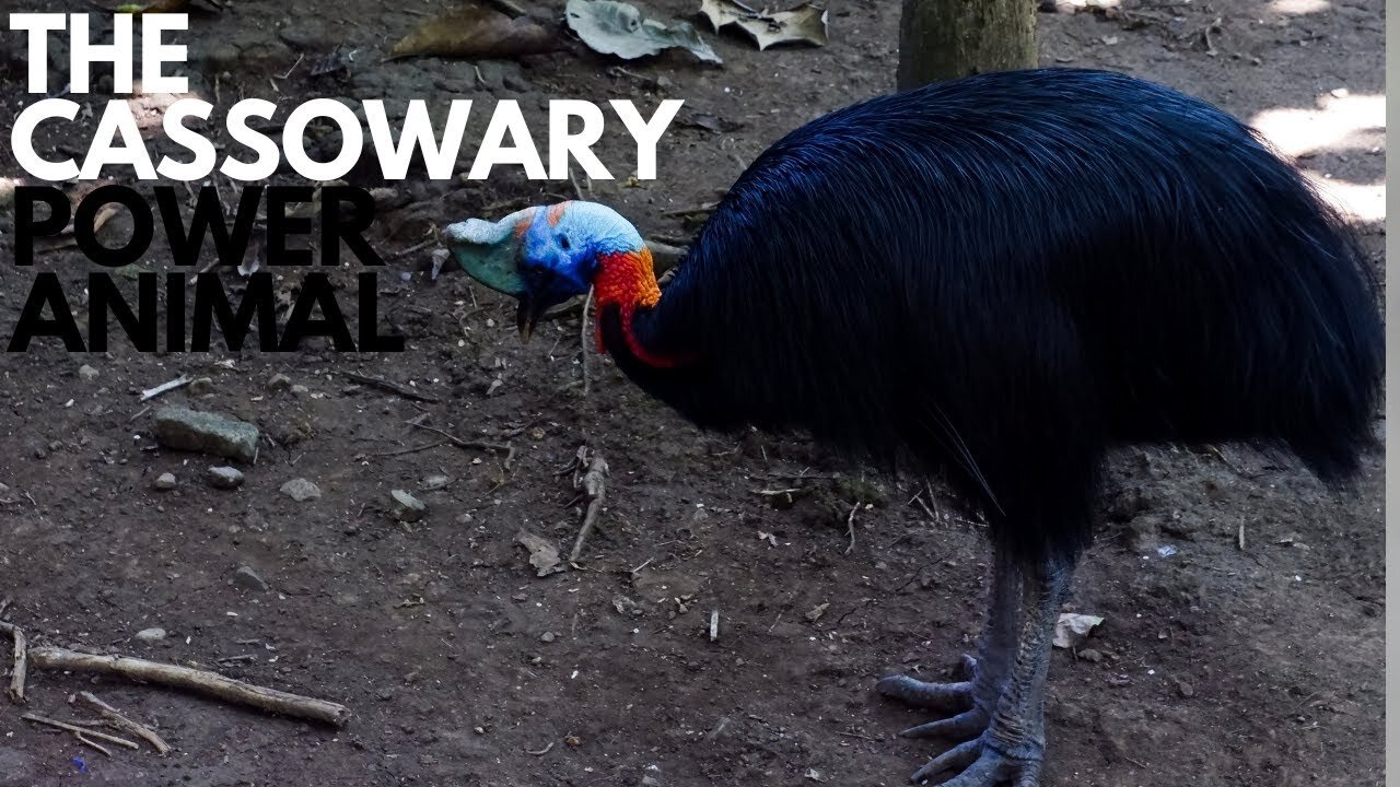 Cassowary Power Animal