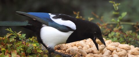 Bird vs peanuts