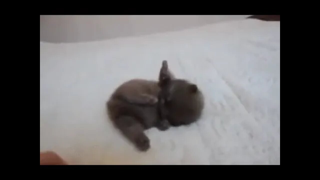 Developing Addiction for Petting