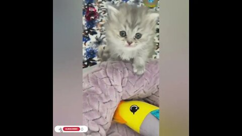 cute cat videos 😹 funny videos 😂1086