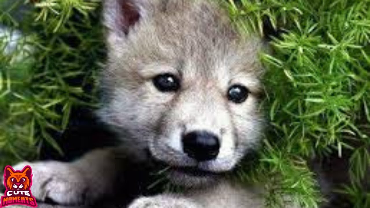 Baby Wolfs (CUTE)