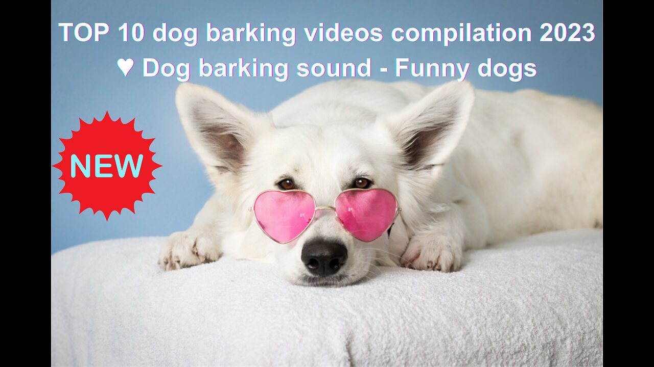 TOP 10 dog barking videos compilation 2023 ♥ Dog barking sound - Funny dogs