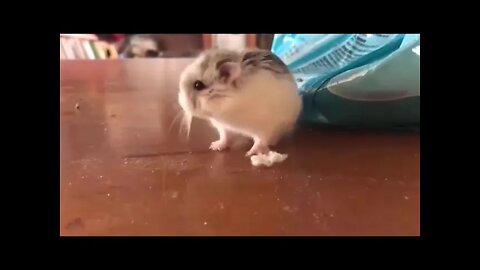 cute hamster