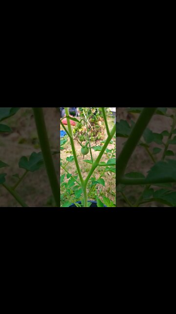 Gamer Garden Update Beans And Tomatoes Are Growing As Well As Watermelon #shorts #garden #gardening