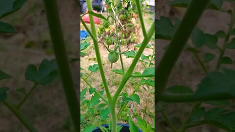 Gamer Garden Update Beans And Tomatoes Are Growing As Well As Watermelon #shorts #garden #gardening