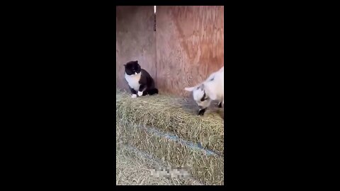 funny cats