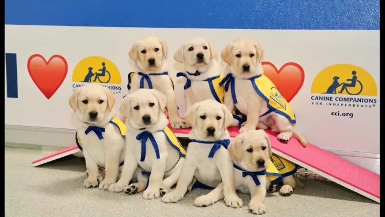 19 AND COUNTING PUPPY RAISER MIKE HARTSKY TELLS THE STORY OF CANINE COMPANIONS FOR INDEPENDENCE