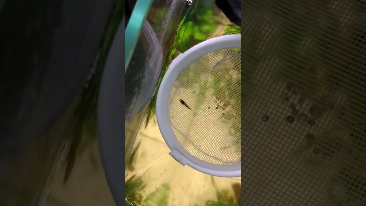 Aquascaping Otocinclus cocama BABY ♥️