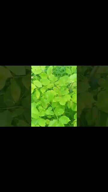 What is edible here? day 2 part 8 Burdock